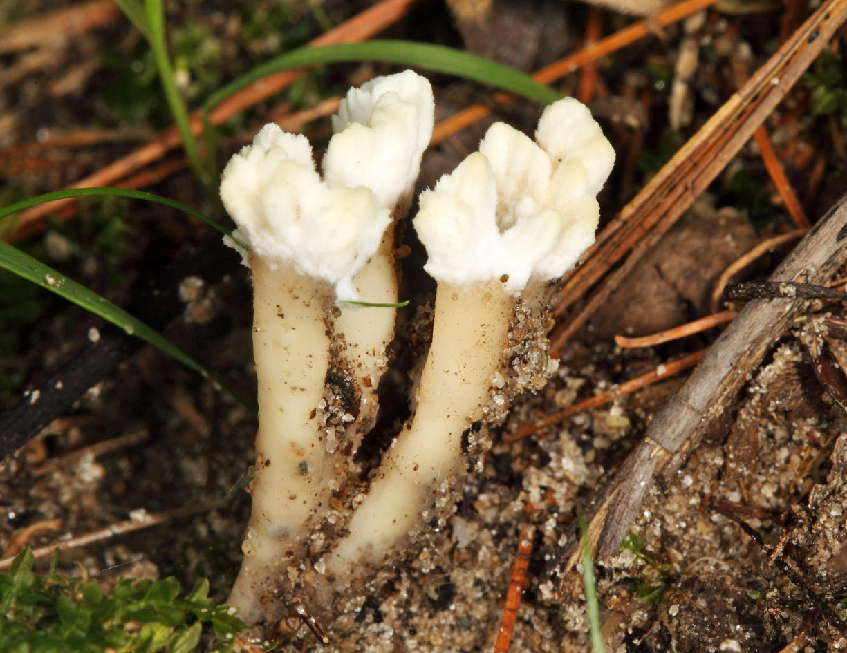 Jellied False Coral Fungus - Sebacina schweinitzii 