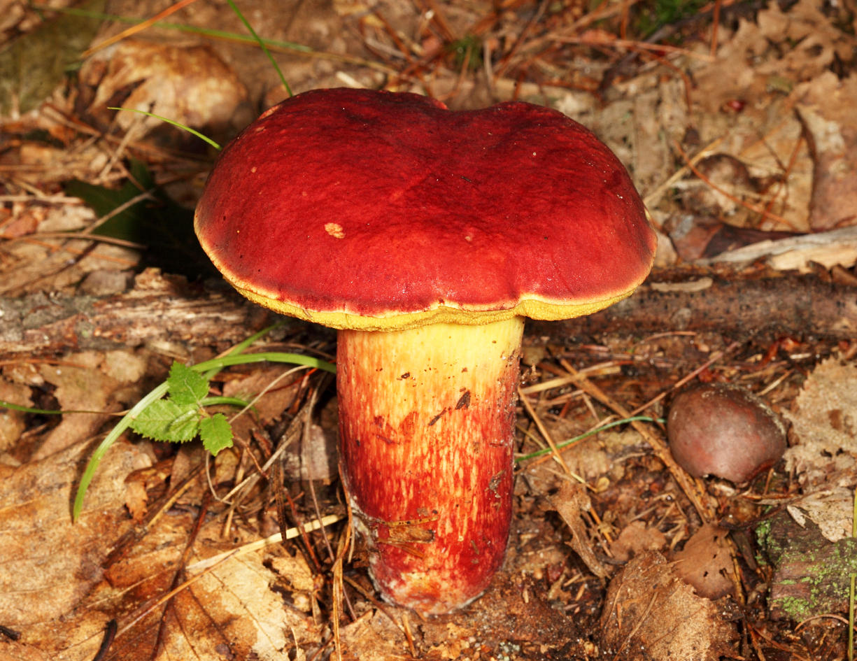 Boletus miniato-pallescens