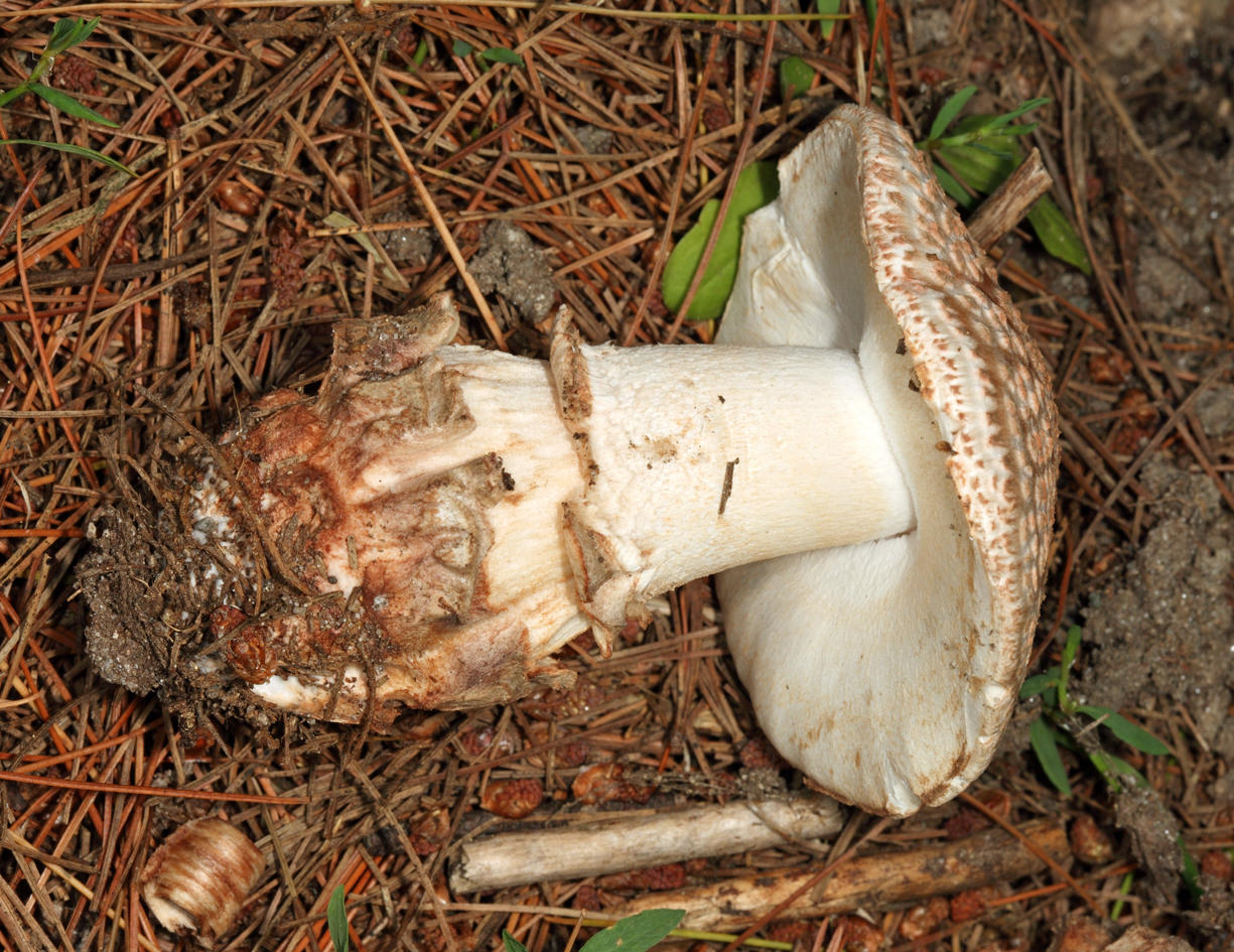 Amanita Amerirubescens Group - Complex Amanita amerirubescens