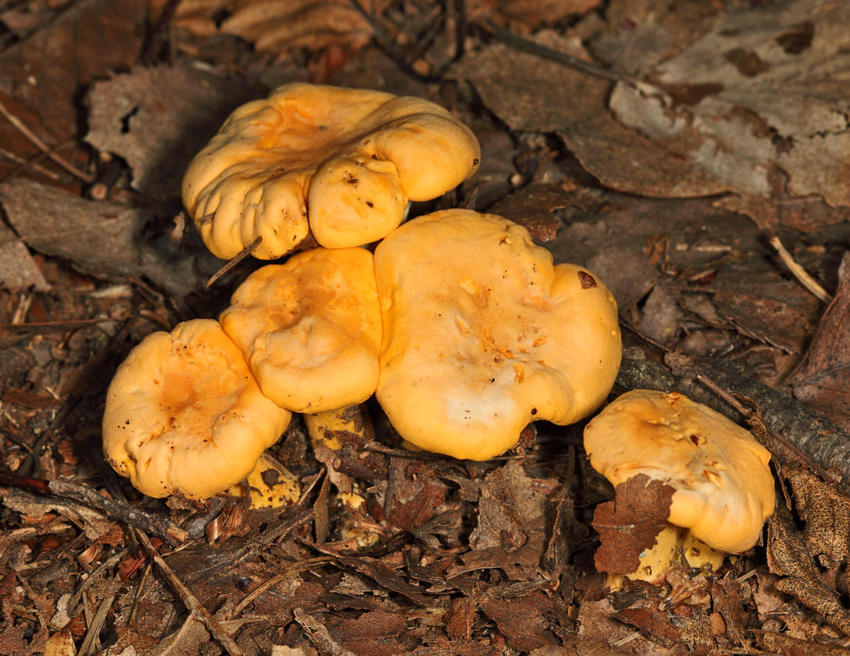 Cantharellus cibarius