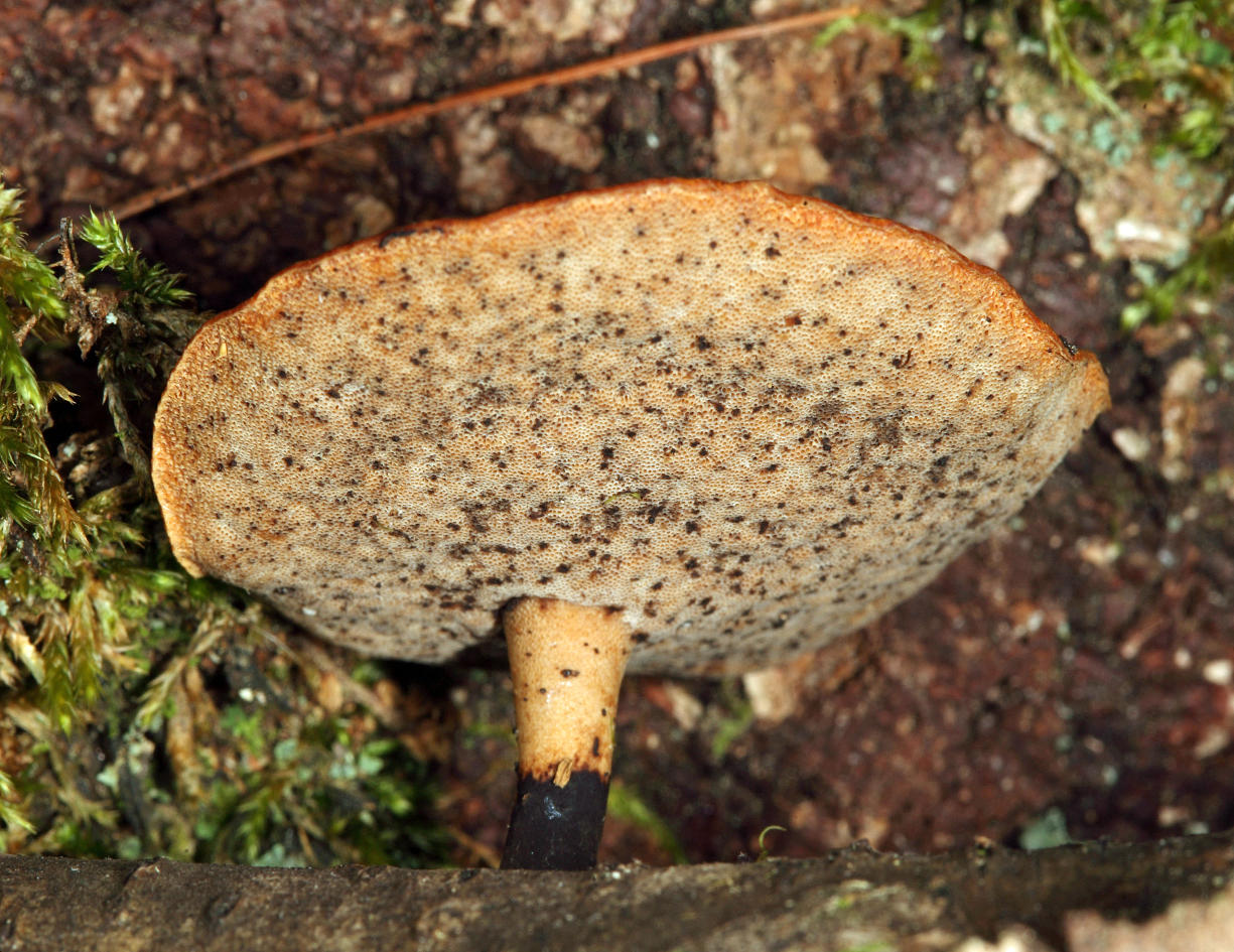 Polyporus varius