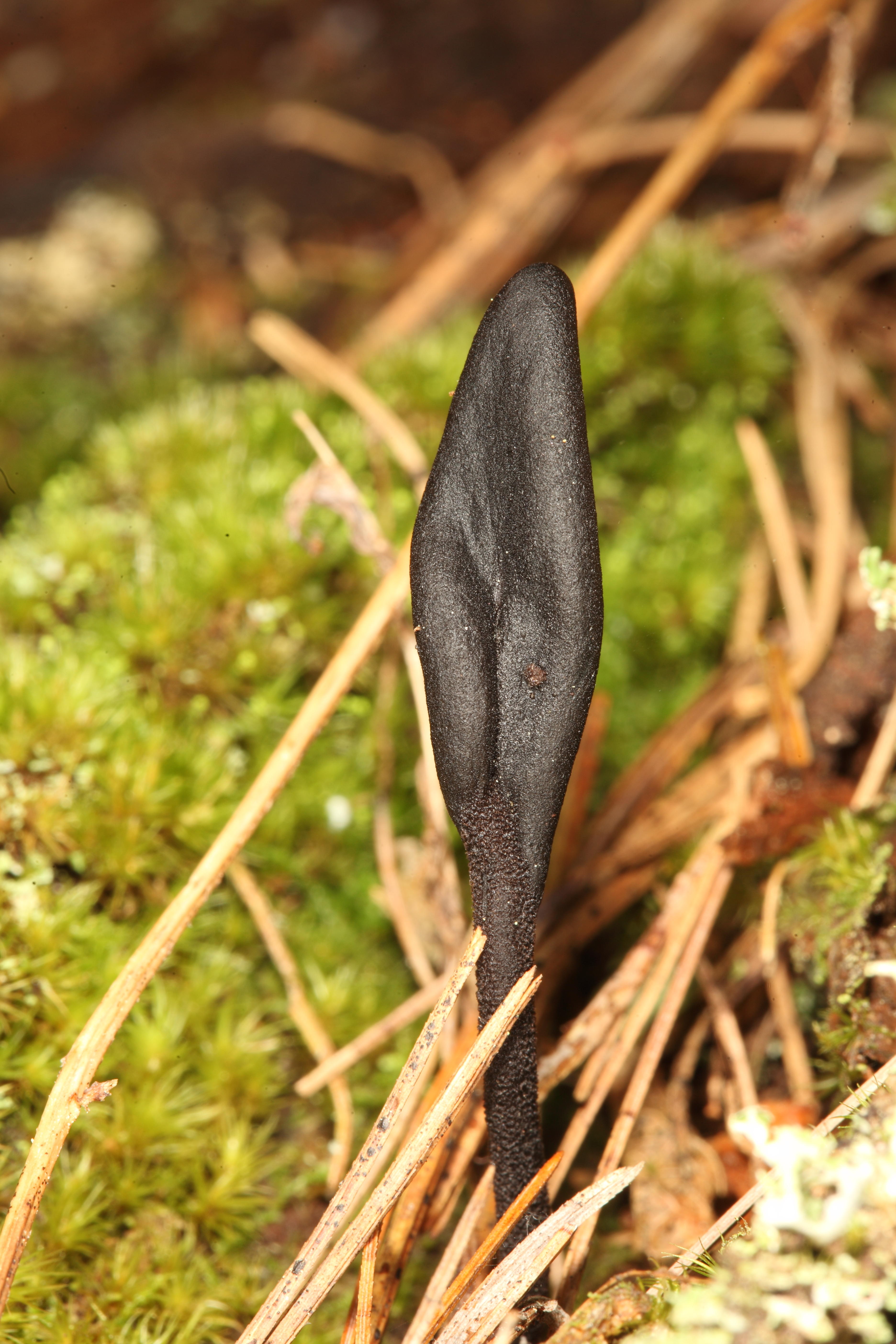 Trichoglossum walteri