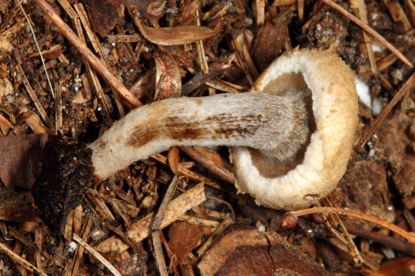 Asterophora lycoperdoides (Powder Cap)