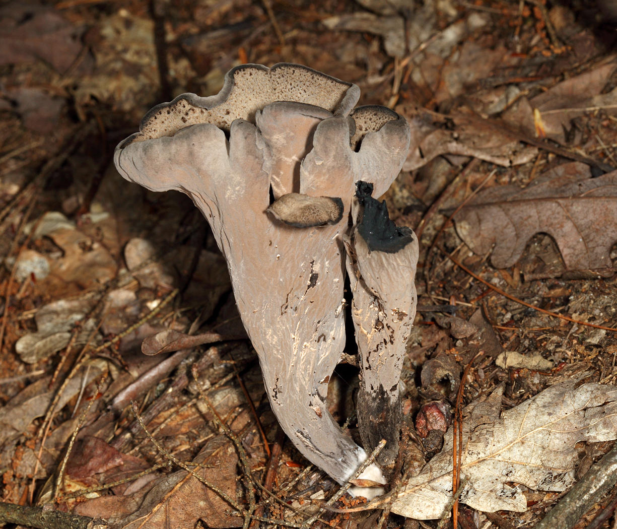 Craterellus fallax (Black Trumpet)