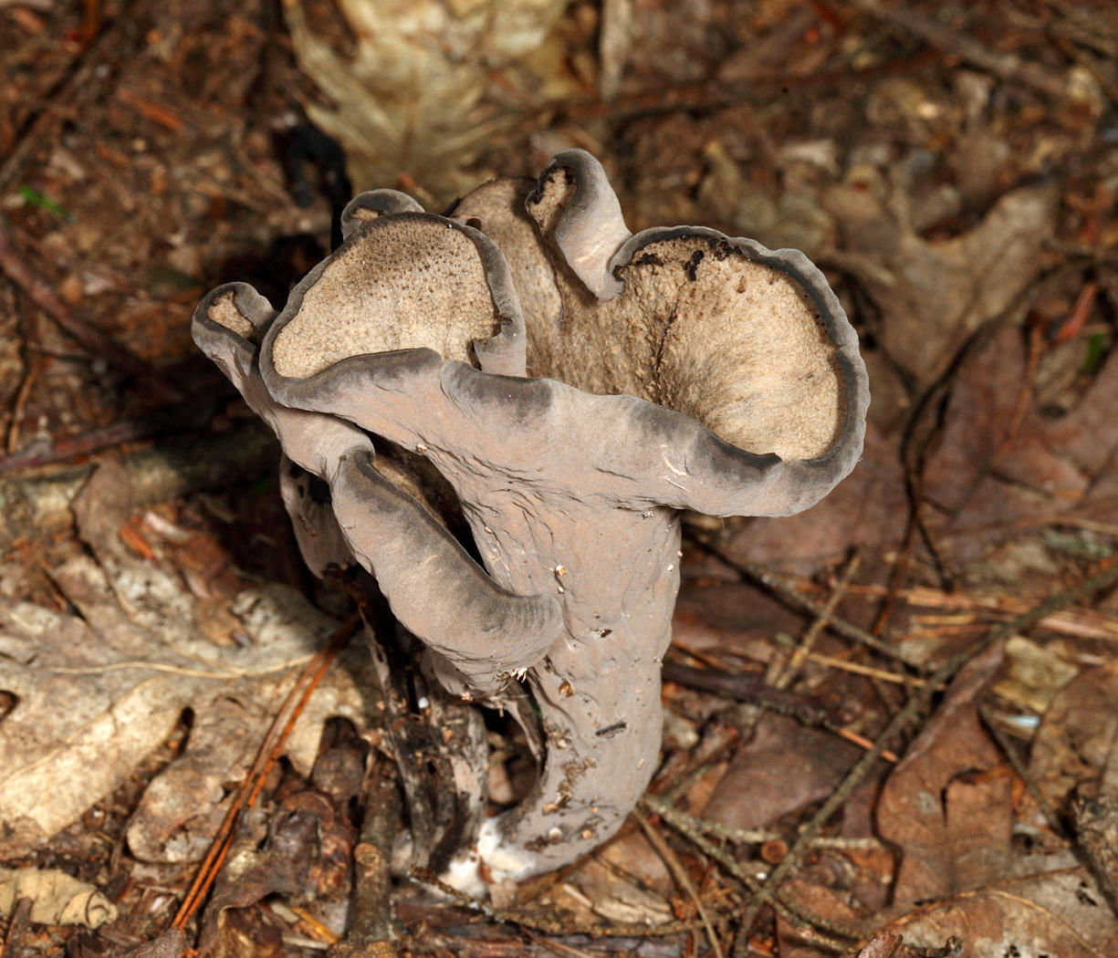 Craterellus fallax (Black Trumpet)