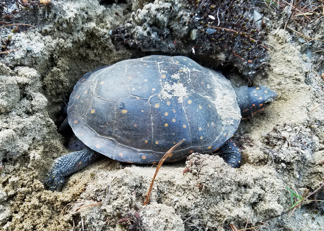 Spotted Turtle - Clemmys guttata (laying eggs)
