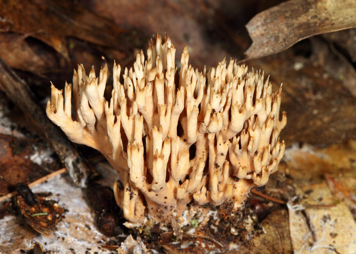 Ramaria fennica