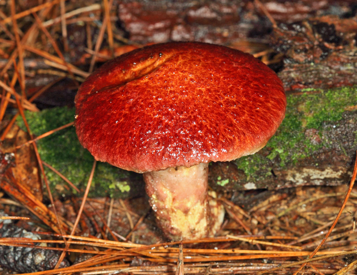 Suillus pictus