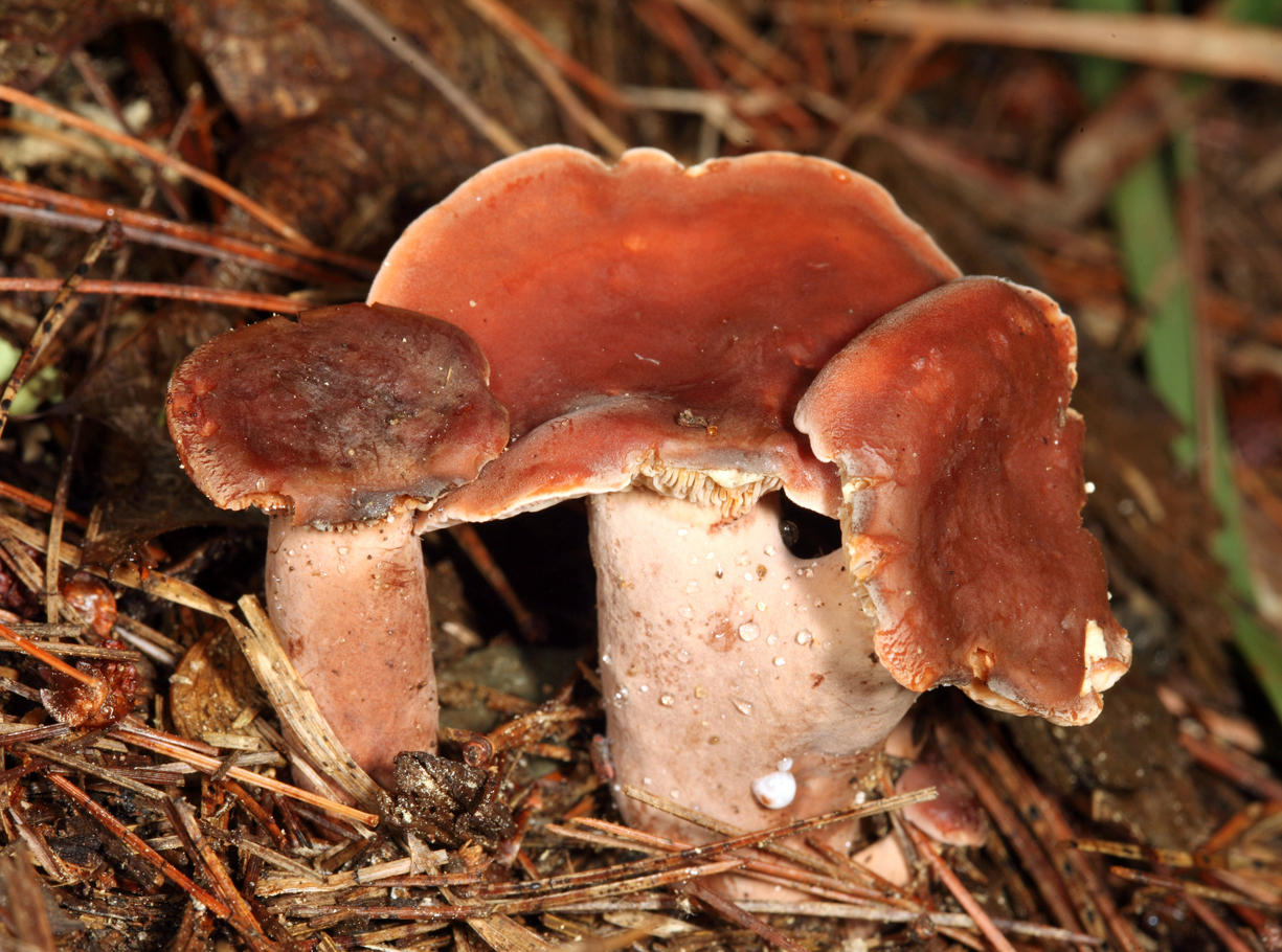 Lactarius sp.