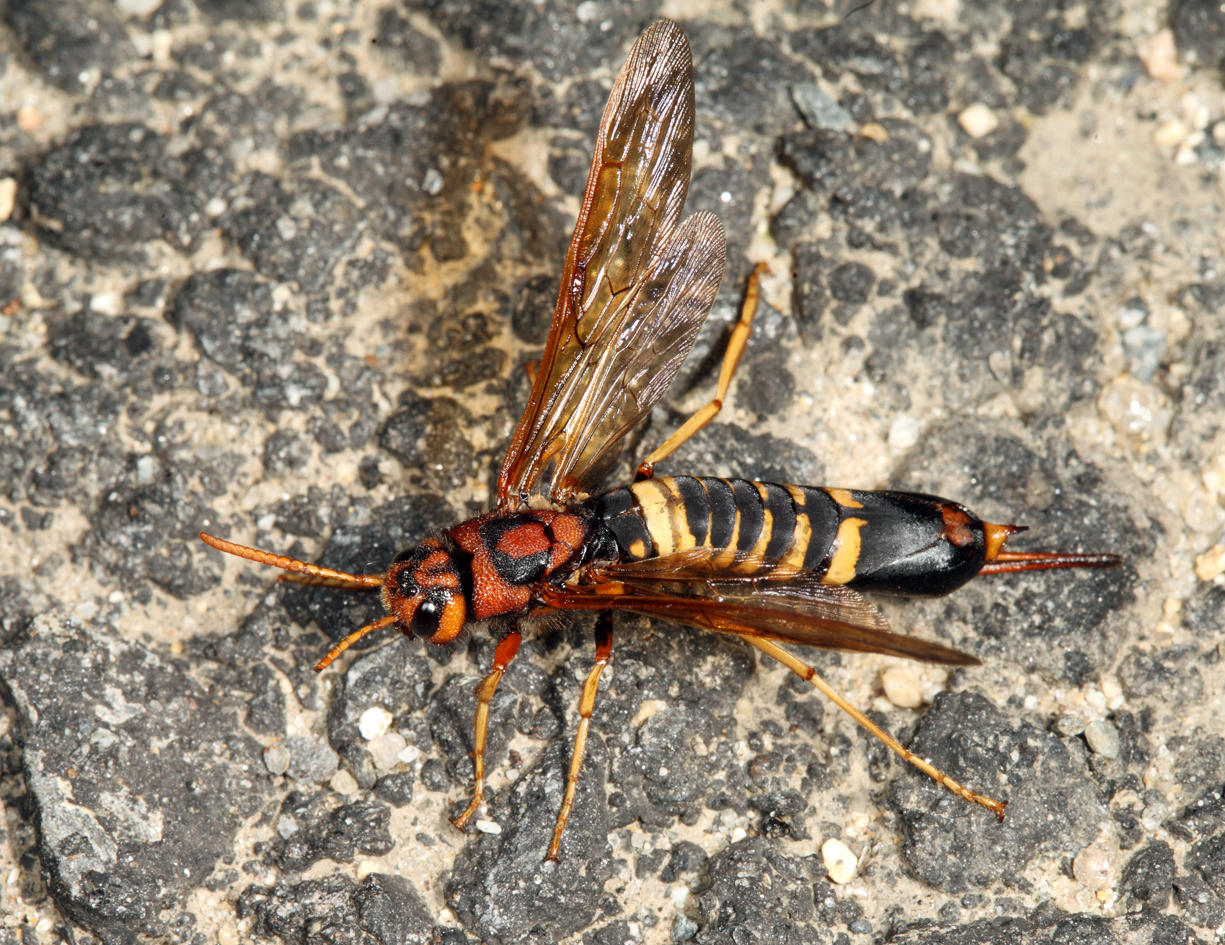 Pigeon Tremex - Tremex columba