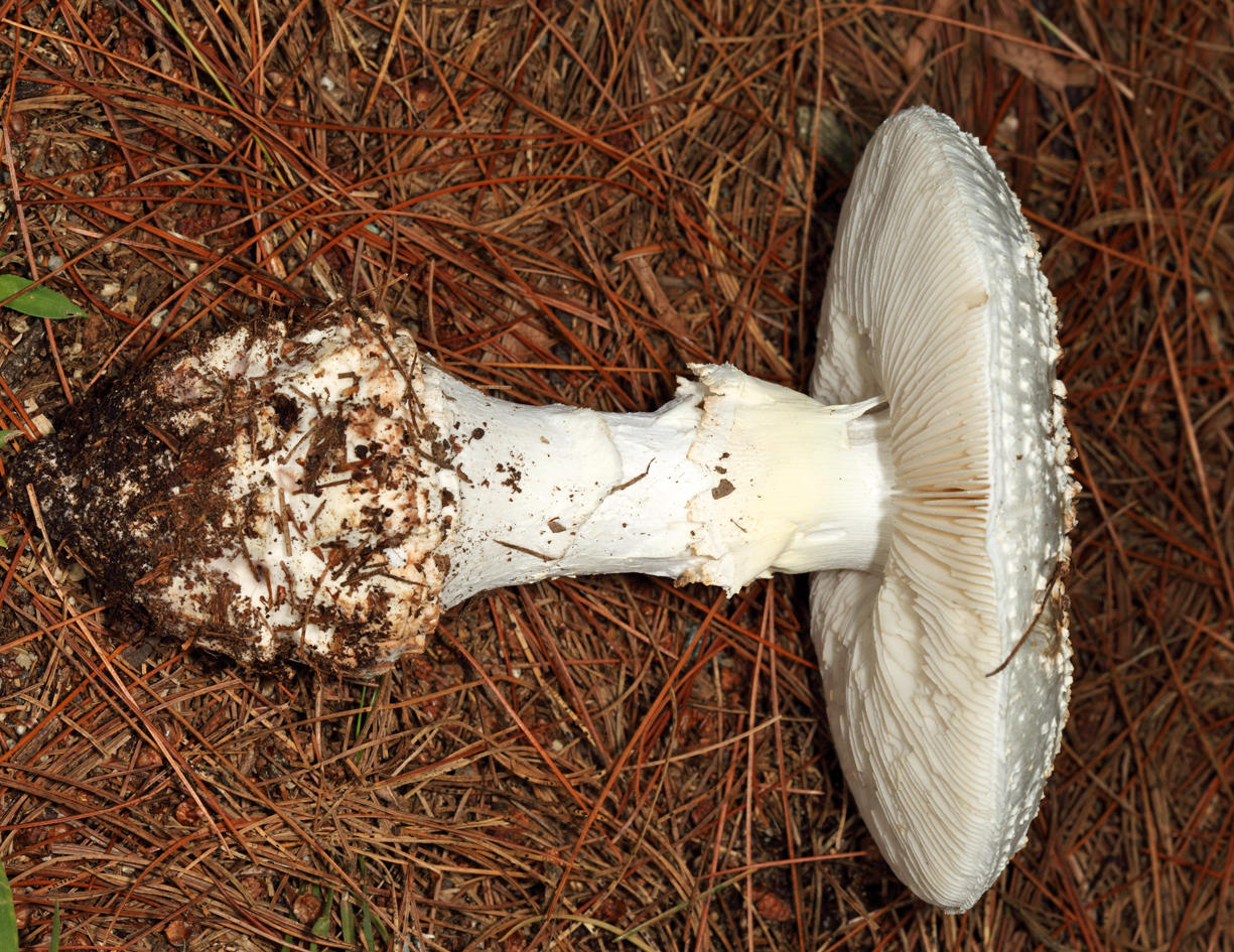 Amanita cokeri