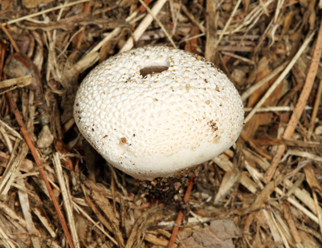 Lycoperdon sp.