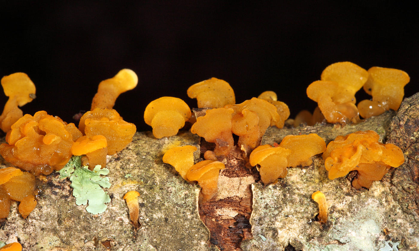 Tremella sp. on hardwood