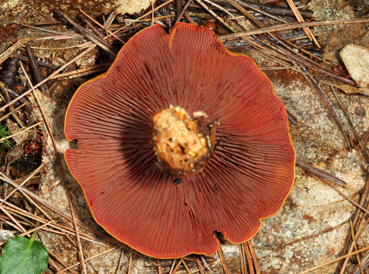 Cortinarius semisanguineus