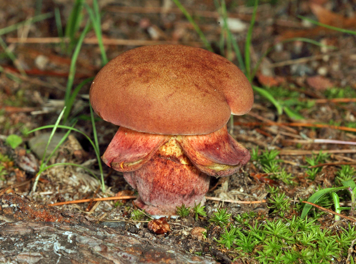 Boletus miniato-pallescens