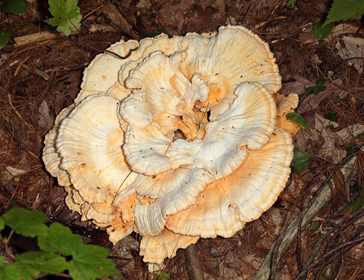 Laetiporus cincinnatus