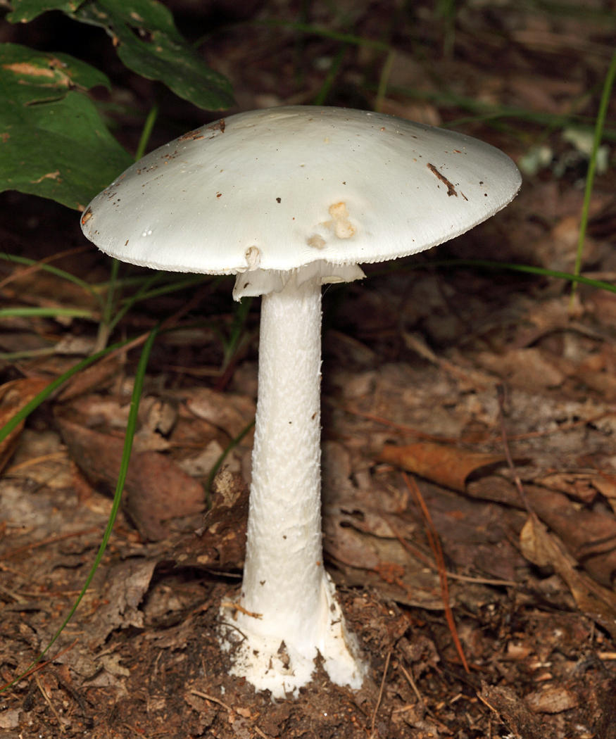 Amanita bisporigera (Destroying Angel)