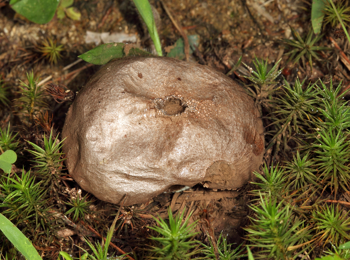 Peeling Puffball - Lycoperdon marginatum 