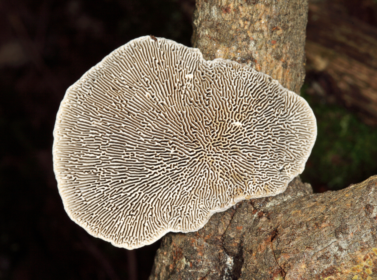 Daedaleopsis confragosa (Thin Maze Polypore)