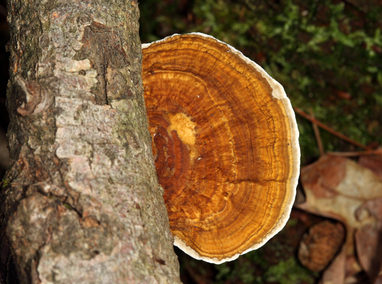 Daedaleopsis confragosa (Thin Maze Polypore)