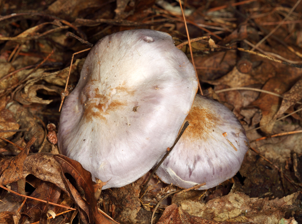 Cortinarius alboviolaceus