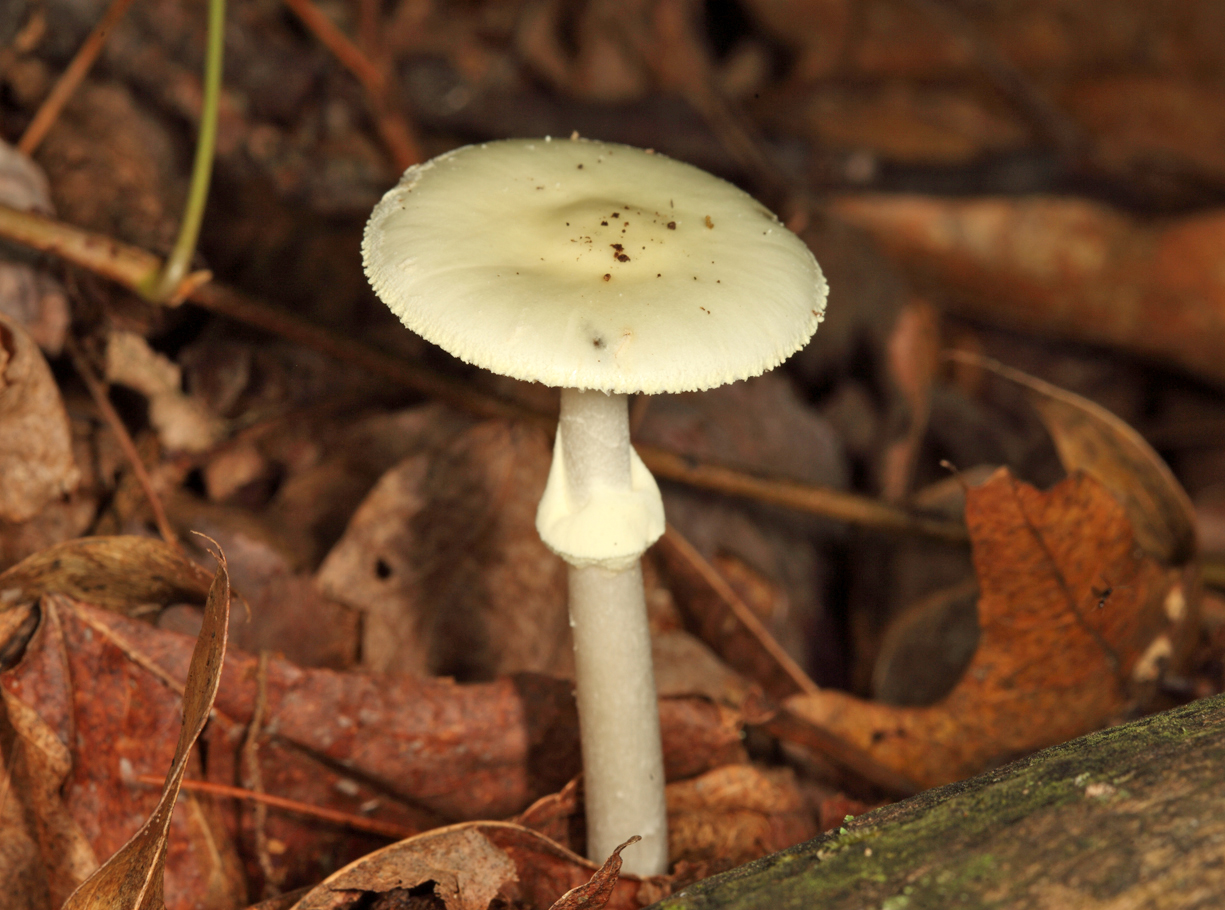 Amanita citrina