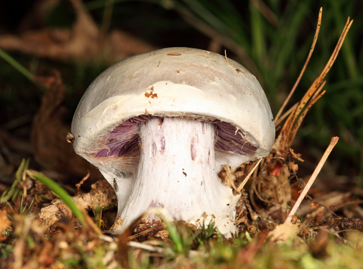 Cortinarius alboviolaceus