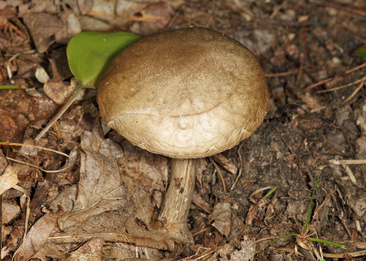 Leccinum scabrum