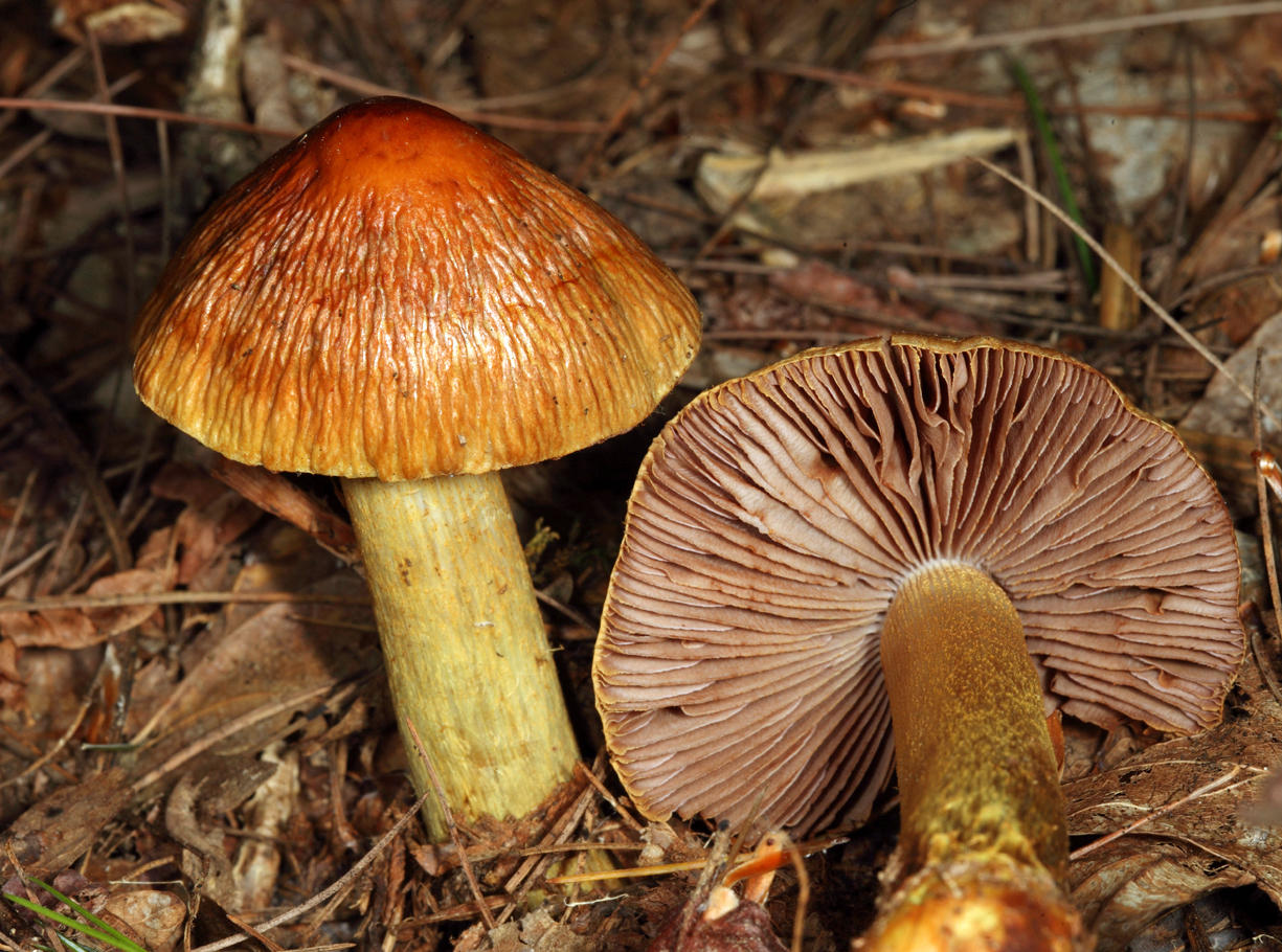 Cortinarius corrugatus