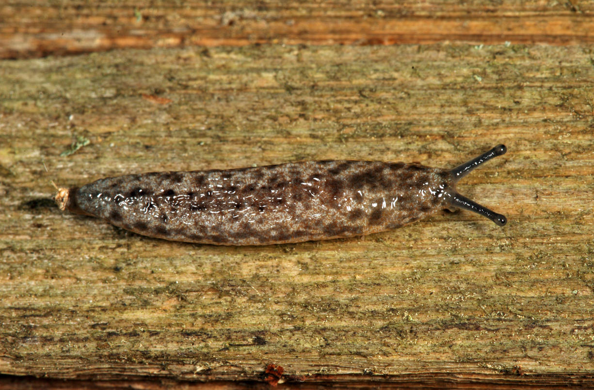  Toga Mantleslug - Philomycus togatus 
