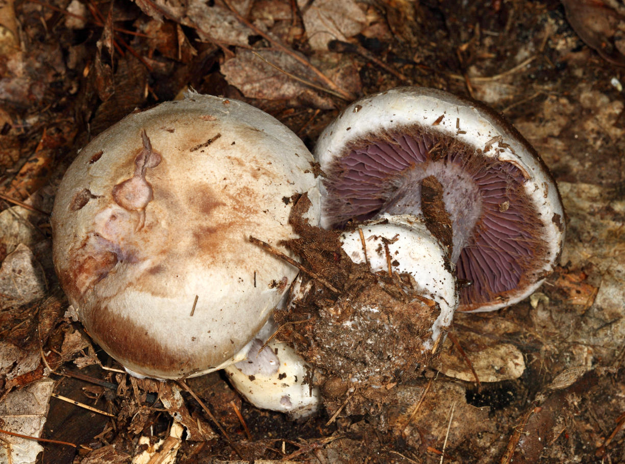 Cortinarius pulchrifolius ?