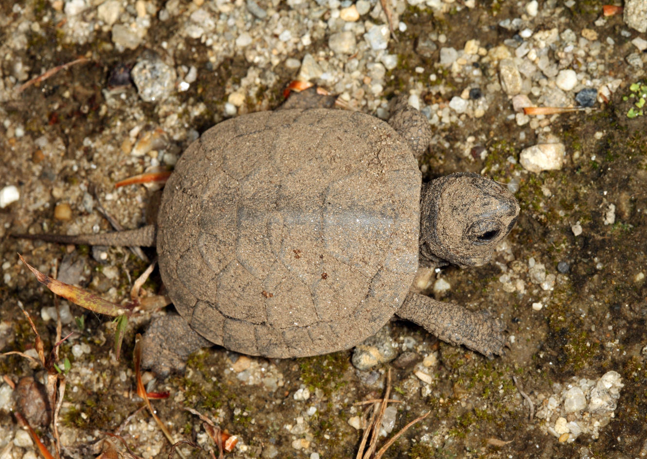 Blandings Turtle - Emydoidea blandingii (newly hatched)