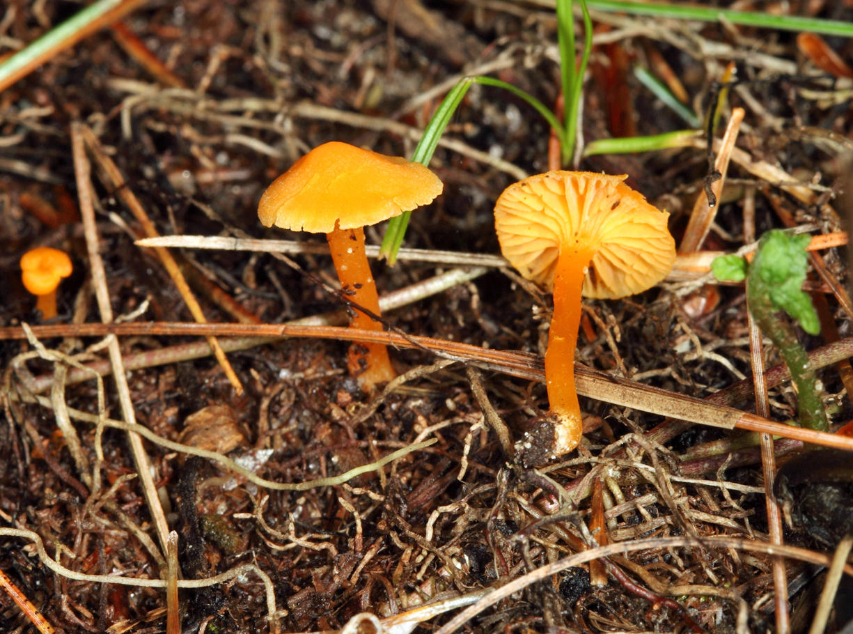 Hygrophorus cantharellus