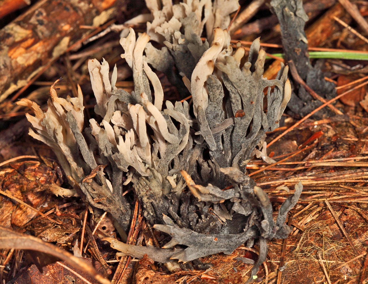 Helminthosphaeria clavariarum