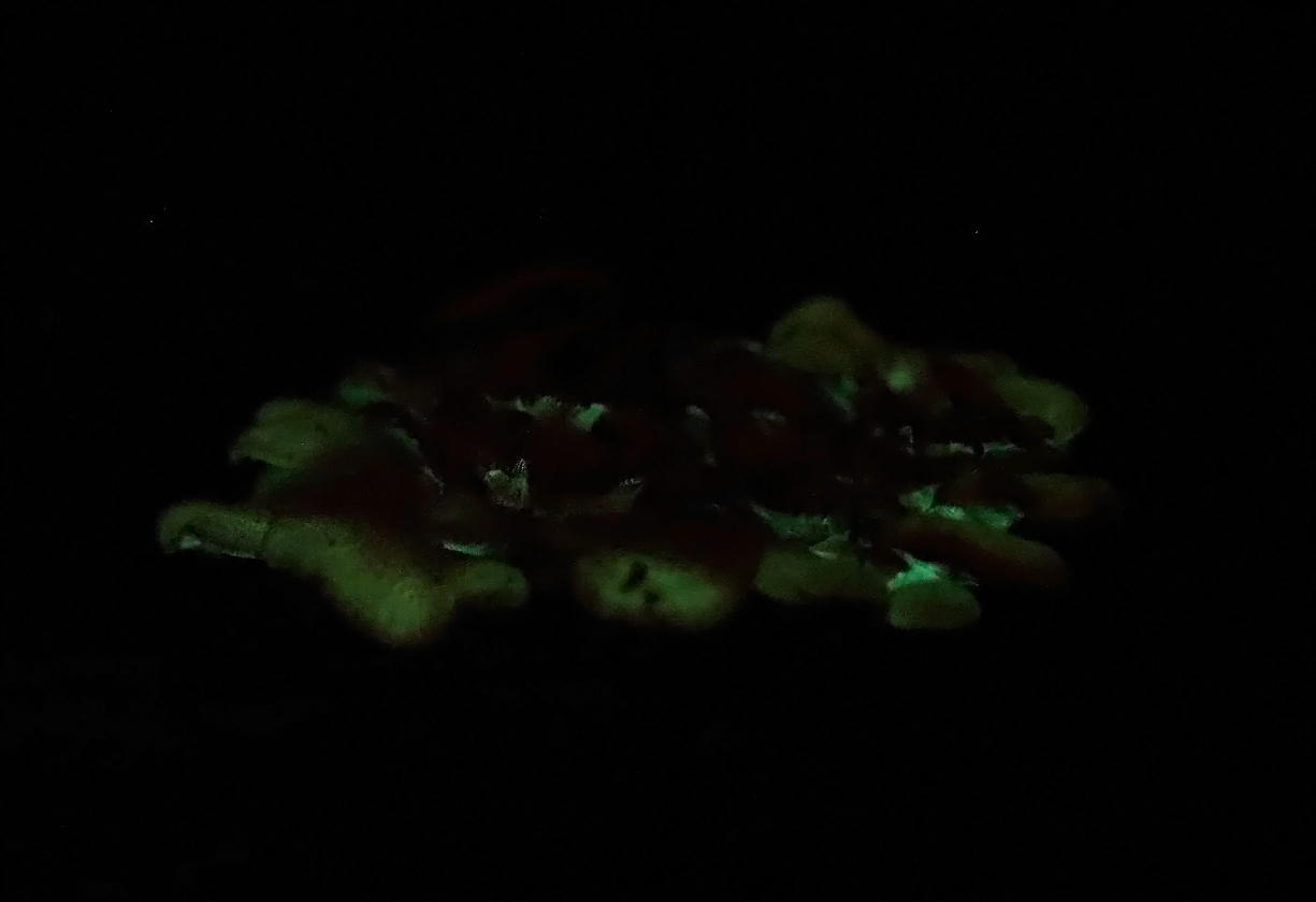 Panellus stipticus (Bioluminescent mushrooms)