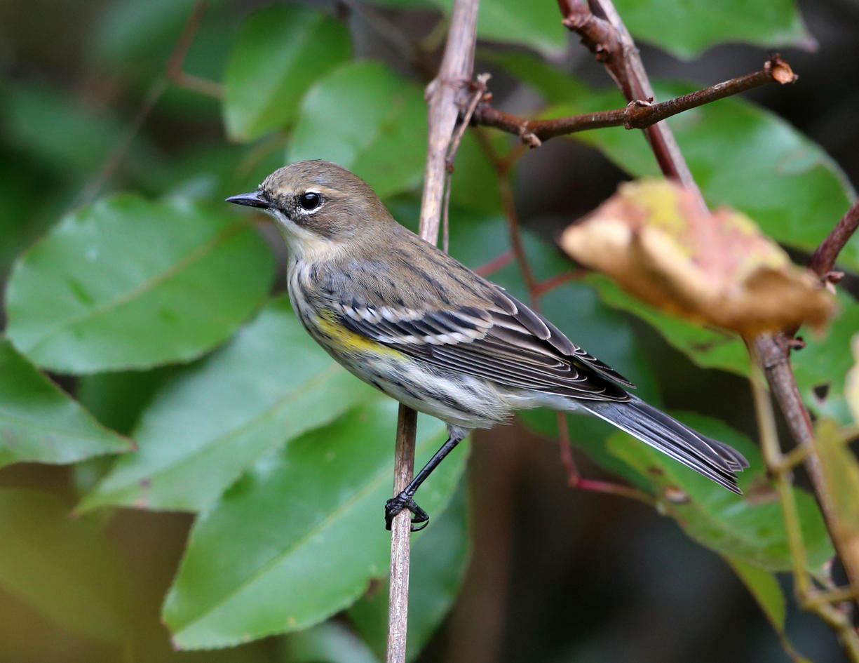 Yellow-rumped Warbler - Setophaga coronata