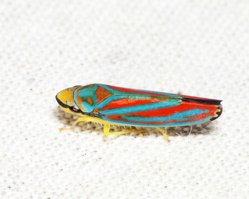 Red-banded Leafhopper - Graphocephala coccinea
