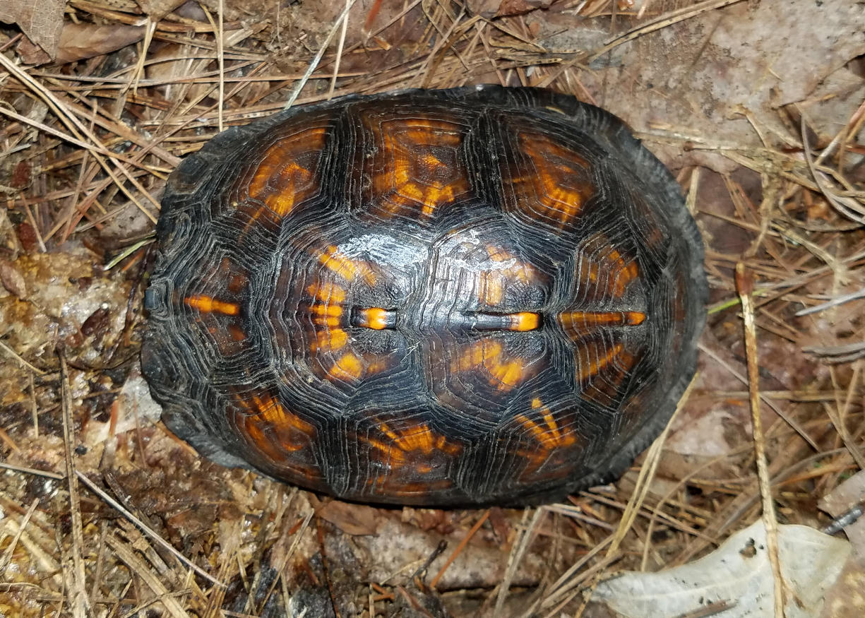 Eastern Box Turtle - Terrapene carolina