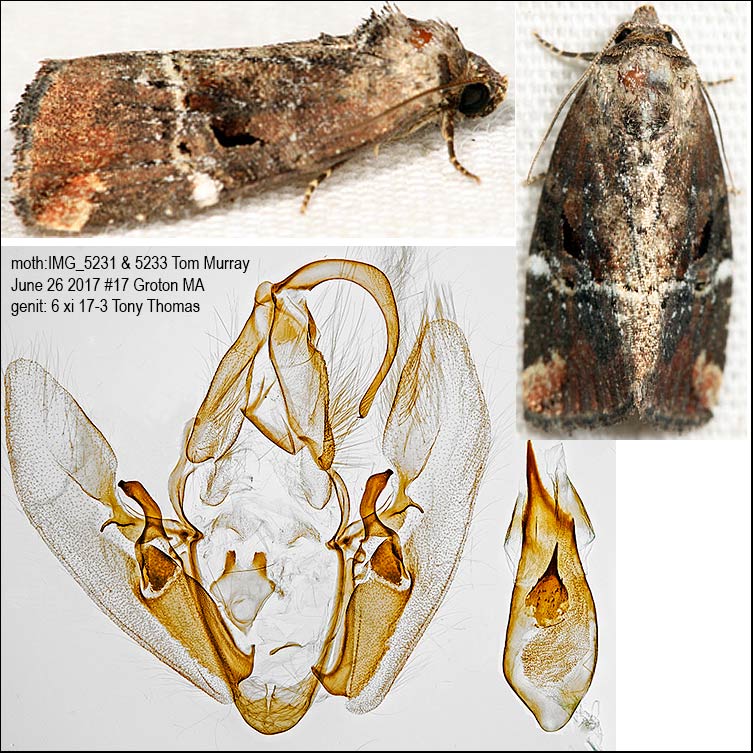 9678  Variegated Midget Moth  Elaphria versicolor IMG_5231.jpg