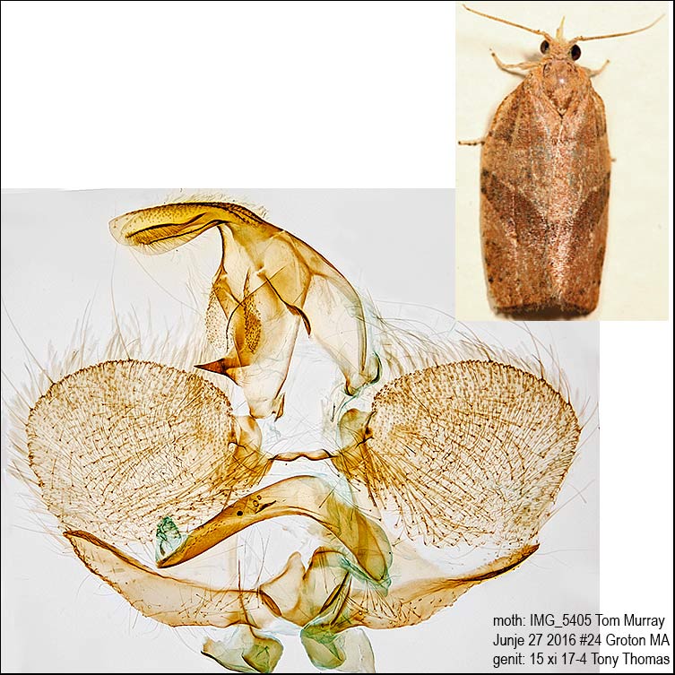 3593  Woodgrain Leafroller Moth  Pandemis lamprosana IMG_5405.jpg