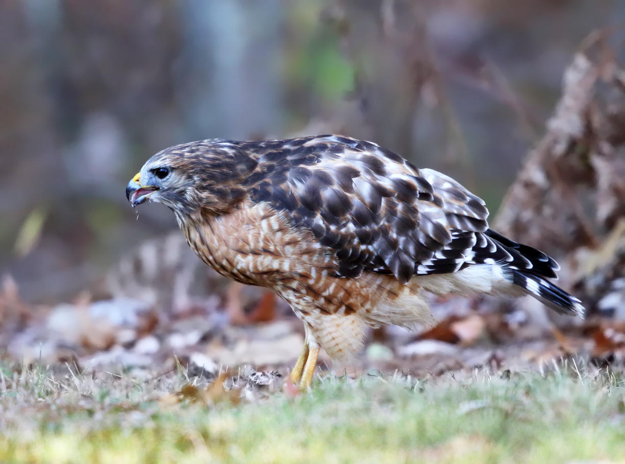 Red-shouldered Hawk - Buteo lineatus