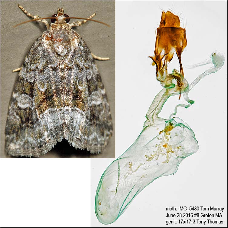 9047  Large Mossy Lithacodia Moth  Protodeltote muscosula IMG_5430.jpg