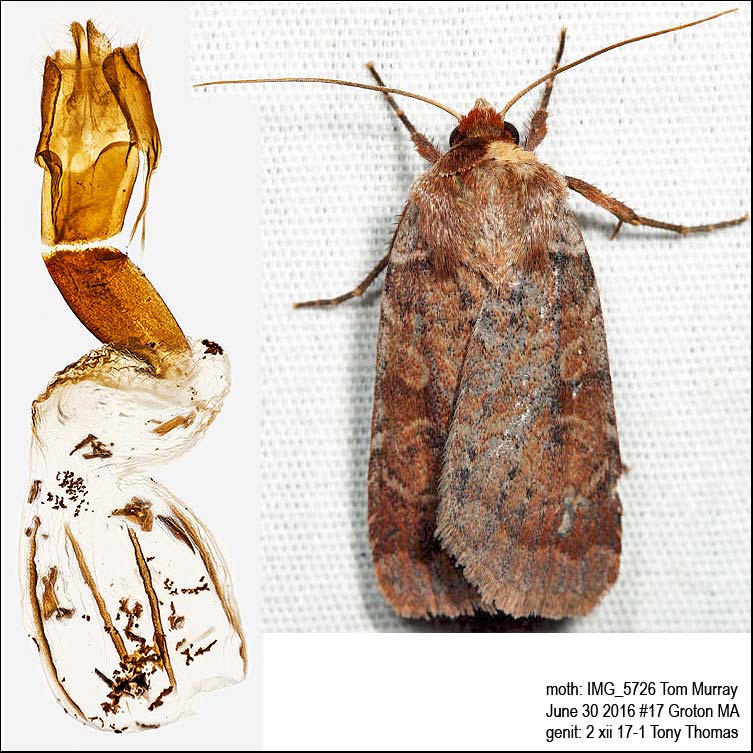  11010  Lycophotia Moth  Lycophotia phyllophora IMG_5726.jpg