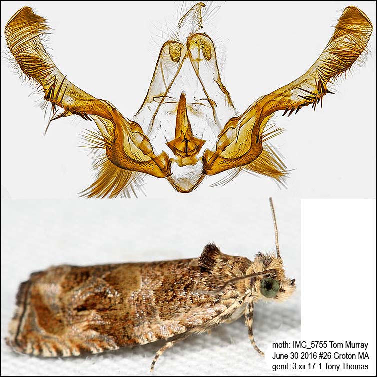 2800  Variable Nigranum Moth  Olethreutes nigranum IMG_5755.jpg