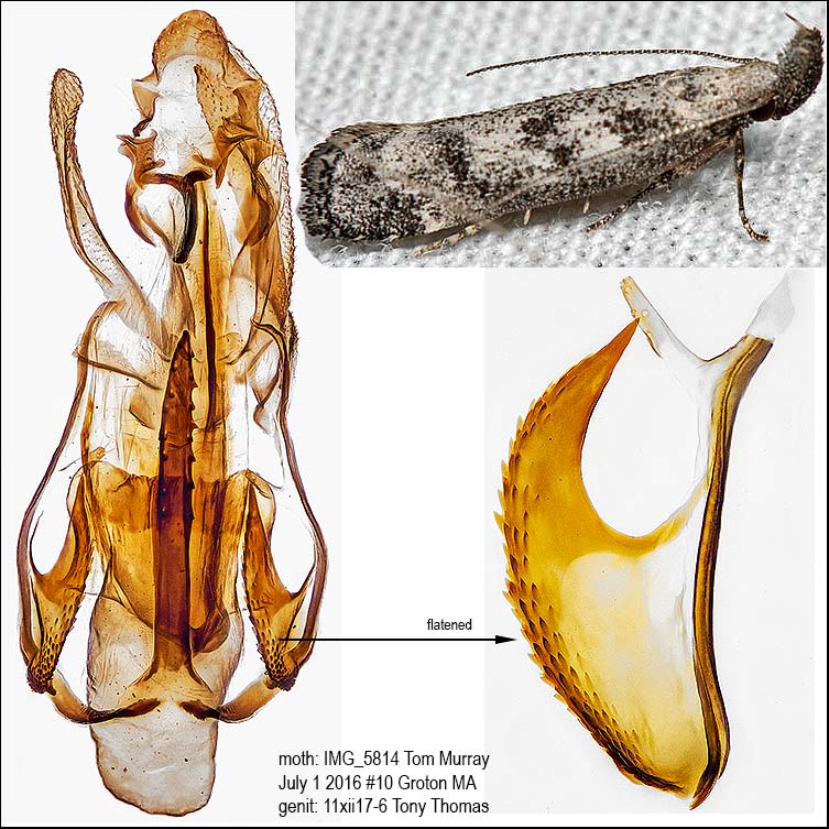 2310  Dichomeris Species Group  Dichomeris inversella IMG_5814.jpg