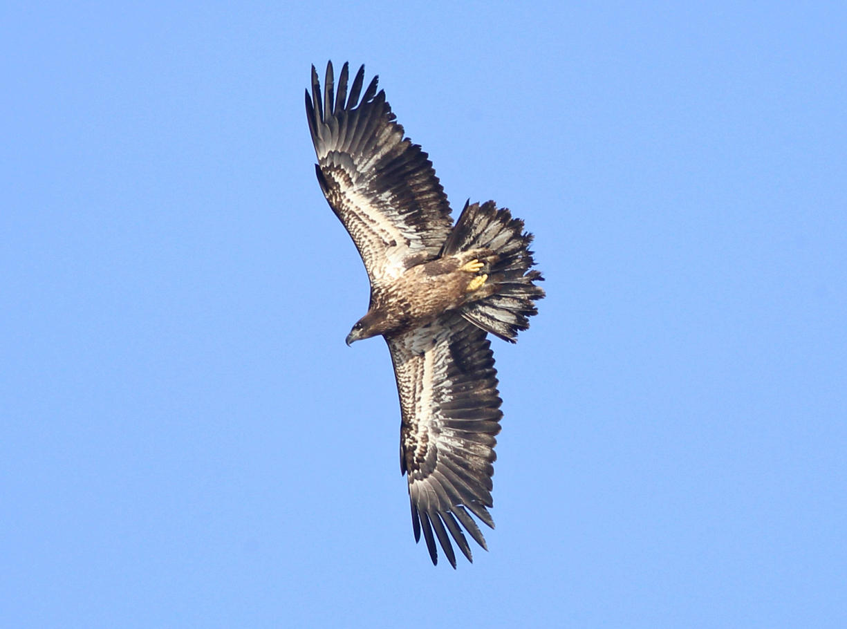 Bald Eagle - Haliaeetus leucocephalus