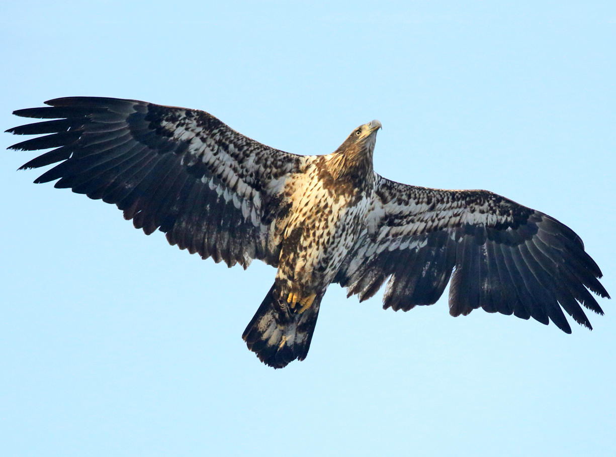 Bald Eagle - Haliaeetus leucocephalus