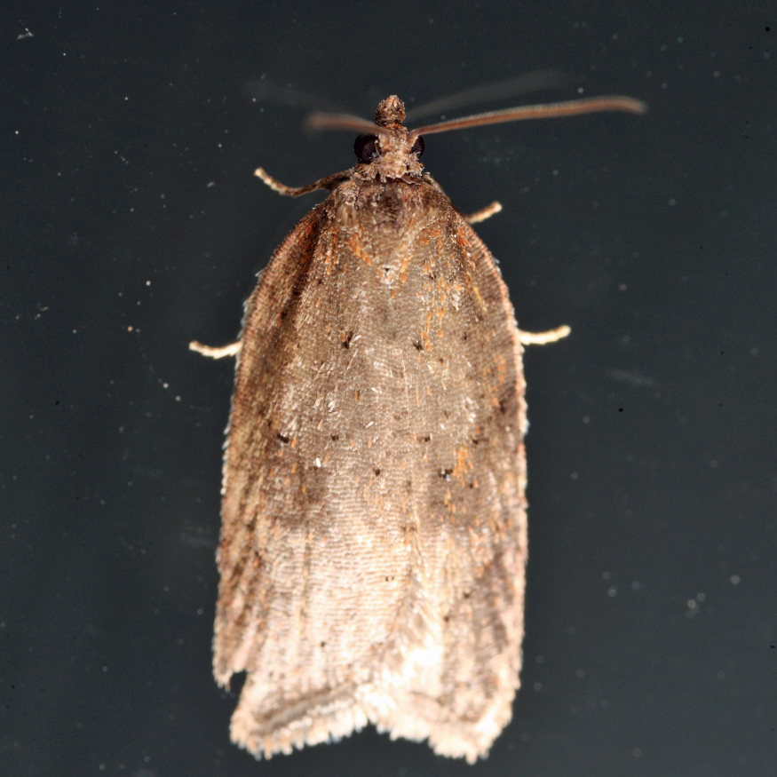 3527 - Schallers Acleris Moth - Acleris schalleriana 