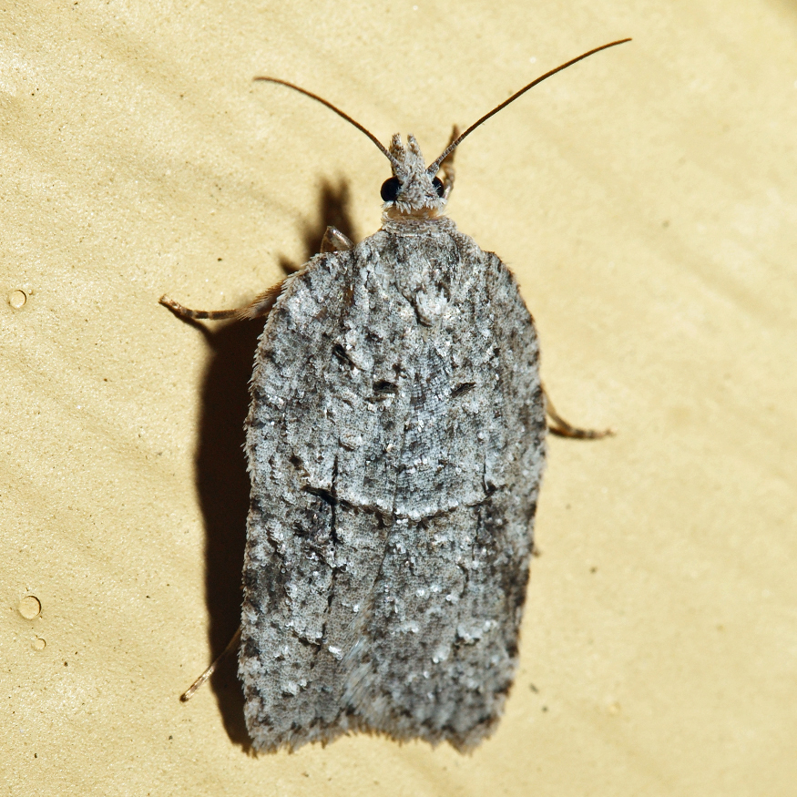 3556 - Acleris nigrolinea
