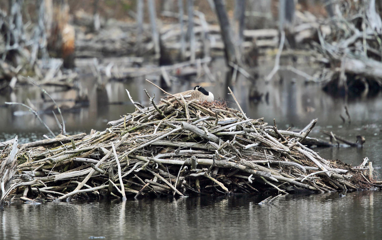 Canada Goose nest on a beaver lodge